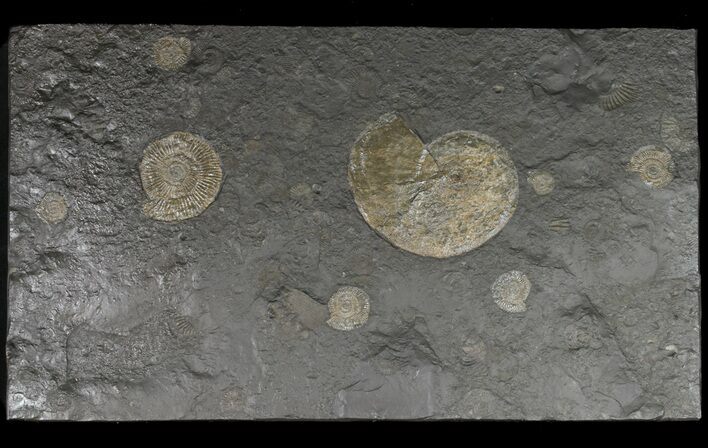 Ammonite Cluster (Harpoceras, Dactylioceras) - Germany #51342
